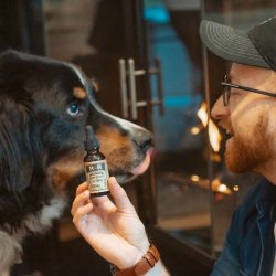 Exploring the Role of CBD Products for Animals: A Comprehensive Guide