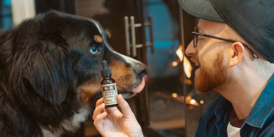 Exploring the Role of CBD Products for Animals: A Comprehensive Guide
