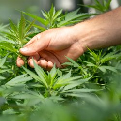 How to Avoid Overwatering Cannabis Plants